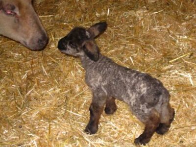 Of Death And Responsibility On The Farm Image